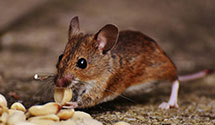 24 Hour & Emergency Exterminators in Pittsgrov Twp, NJ